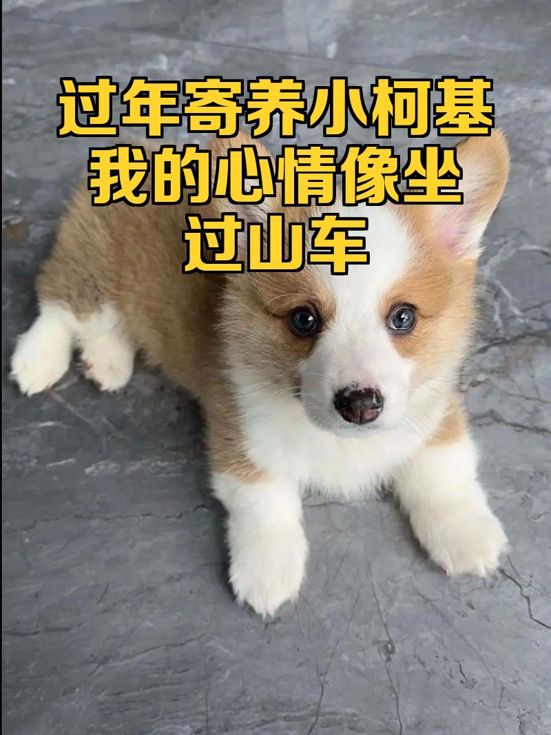 包含激烈的对决，胜负难料，球迷心情像过山车的词条  第2张